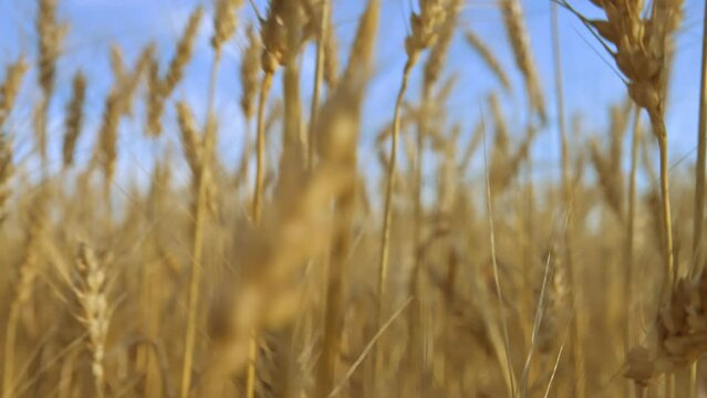 Golden wheat colossus in the evening. 4k video footage