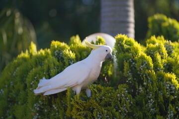 Cockatoo in the garden