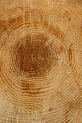 Naklejka premium Tree rings
