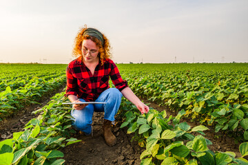 Portrait of female farmer who is cultivating soybean. She is satisfied with good progress of plants. Agricultural occupation. © djoronimo