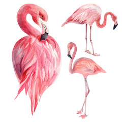 Watercolor illustration. Flamingos on a white background. Isolate.