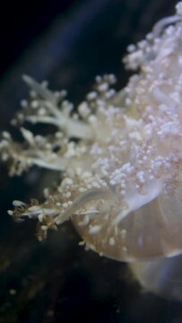Cassiopea andromeda Upside-down jellyfish is a type of jellyfish that usually lives in intertidal sand or mud flats, shallow lagoons, and around mangroves. on the sand in Aqaba gulf