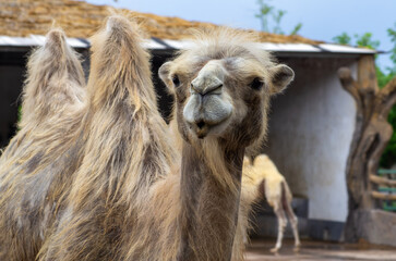 Close up of camel in the zoo