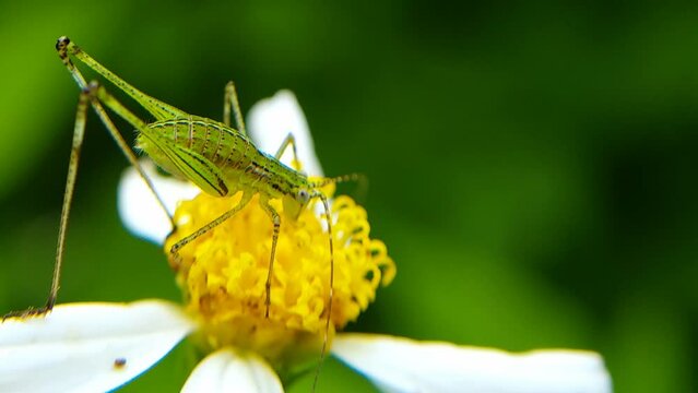 Phaneroptera nana, common name southern sickle bush-cricket, is a species in the family Tettigoniidae and subfamily Phaneropterinae.