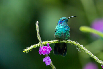 Fototapeta na wymiar Violet-eared Hummingbird (Colibri thalassinus), perched on a branch in Manuel Antonio National Park in Costa Rica.