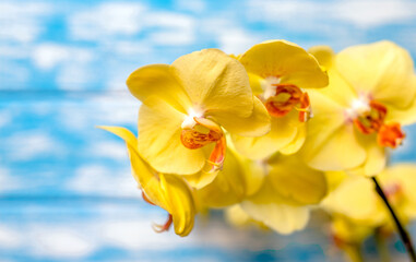 A branch of yellow orchids on a blue wooden background