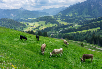 Fototapeta na wymiar Urlaub im Allgäu, Wertach, Bayern: Wanderung rund ums Wertacher Hörnle - saftige Wiesen und typische Kühe