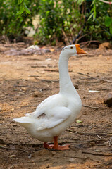 Fototapeta na wymiar A duck walking around at a field