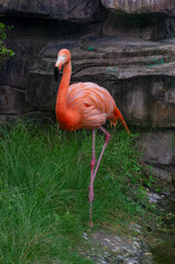 Close up of flamingo in the zoo