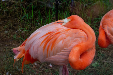 Close up of flamingo in the zoo
