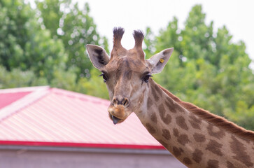 Naklejka premium Close up of a Giraffe head staring at camera