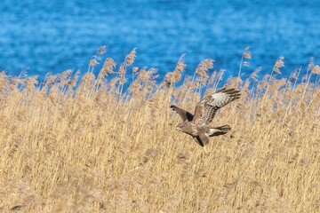 Majestic Common buzzard soars through a sun-dappled grassy field, its wings outstretched