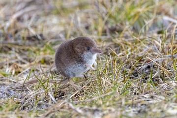 A closeup shot of a small Common shrew