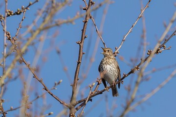 A closeup shot of a Song thrush with tis beak open