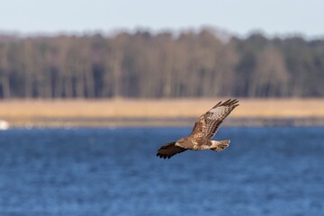 a Common buzzard soaring above the ocean