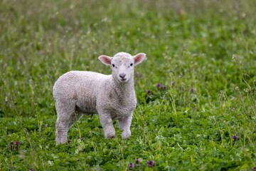 Naklejka na ściany i meble a small lamb in a grassy field next to some flowers