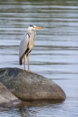 Grey heron perched on a large rock in a body of water