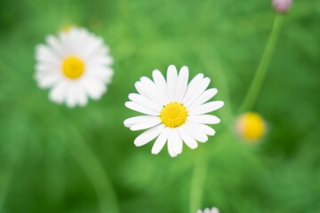 a closeup of two white daisies on a blurry green background