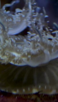 Upside-down jellyfish sitting on sandy seabed. Upside Down Jellyfish Cassiopea andromeda. Close-up, Underwater shot, Vancouver Aquarium, BC, Canada