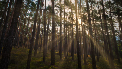 Wald - Sonnenstrahlen - Beautiful - Rays - Sunlight - Forest - Green - Silent - Summer - Morning -...