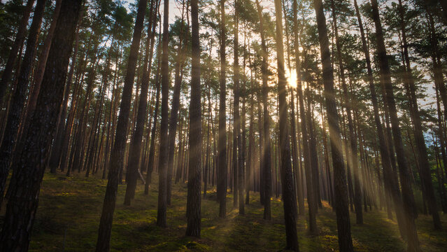 Wald - Sonnenstrahlen - Beautiful - Rays - Sunlight - Forest - Green - Silent - Summer - Morning - Landscape - Scenic - Woodland - Nature - Concept - Ecology - Environment	