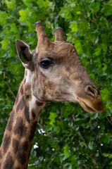 Close up of a Giraffe head staring at camera