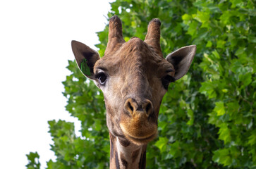 Close up of a Giraffe head staring at camera