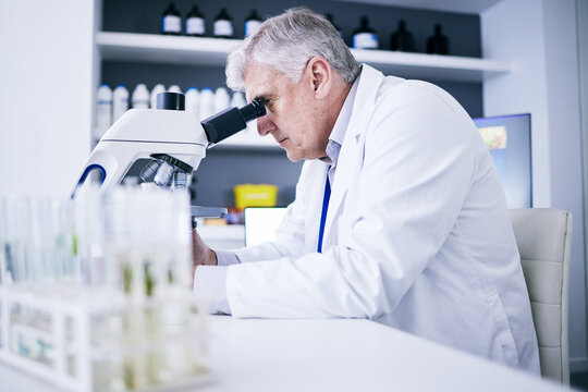 Science, laboratory and man on microscope for plants research, medical analysis and growth particles or medicine test. Biotechnology, pharmaceutical and senior scientist or doctor for drugs solution
