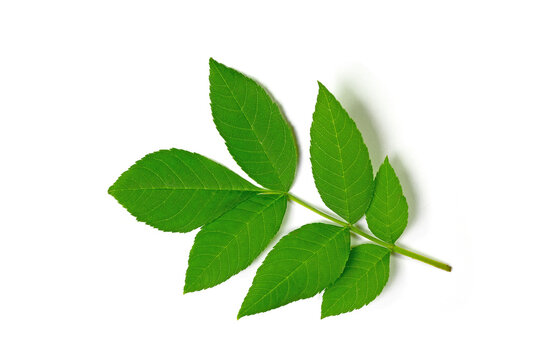 Blatt der Esche vor wei&szlig;en Hintergrund