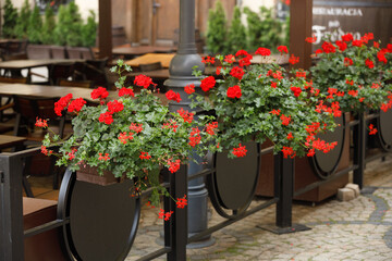 Beautiful view of different outdoor flowers. Beautiful colorful nature backgrounds.