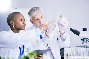 Scientist, team and analysis of marijuana leaf, science study for medical research and ecology in...