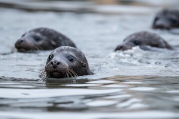 Naklejka premium group of seal pups playing and swimming in the frigid water, created with generative ai