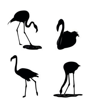 Vector flat flamingo silhouette isolated on white background