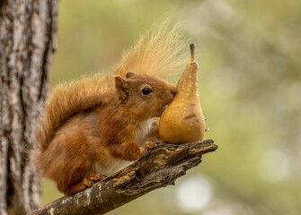 Scottish red squirrel eating a pear
