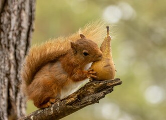 Scottish red squirrel eating a pear