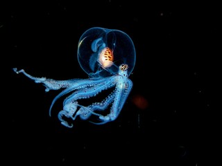Wonderpus Larvae octopus swimming in the tranquil ocean.