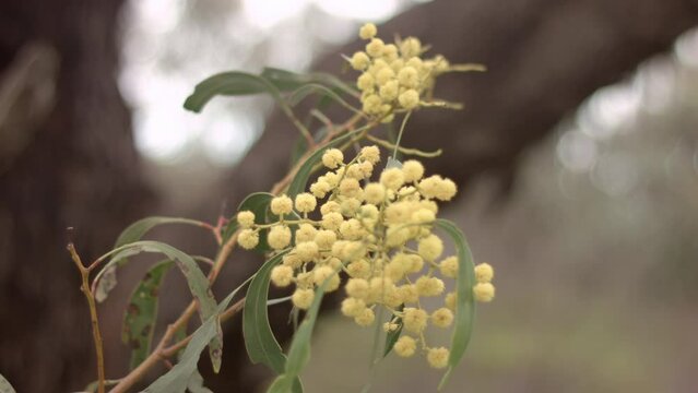 Selective focus of genus cuscuta (dodders) plant with blurry background