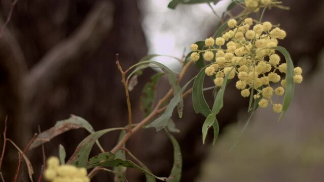 Selective focus of genus cuscuta (dodders) plant with blurry background