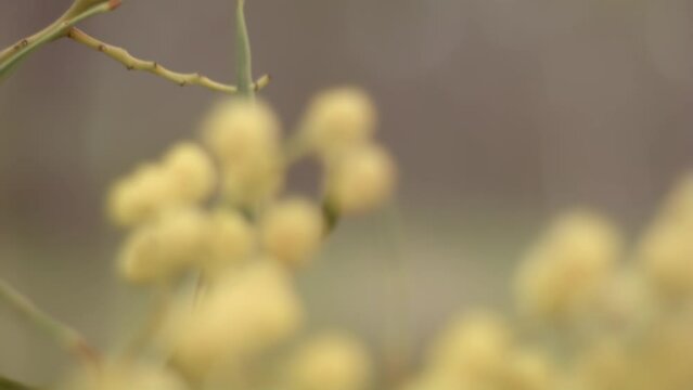 Selective focus of genus cuscuta (dodders) plant with blurry background