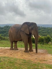 Obraz premium an elephant stands in dirt while some animals stand by it