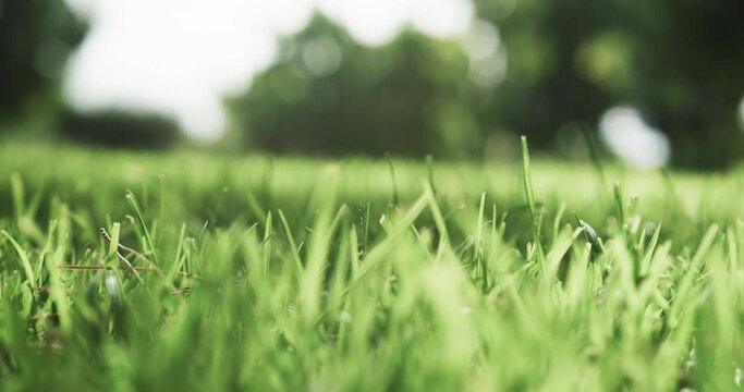 Close up of grass in sunny garden, slow motion