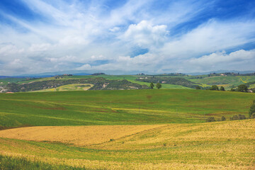 Fototapeta na wymiar Summer rural landscape. Countryside. Wheat fields and cloudy sky