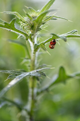 Mating ladybird on a thistle leaf.