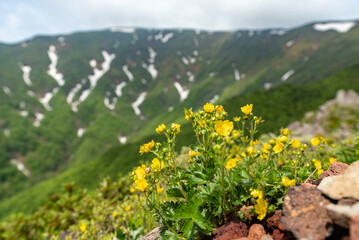 ミヤマキンバイと残雪の南屏風岳