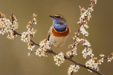 Blue throat perching on tree branch