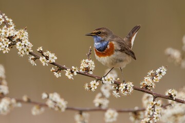 Blue throat perching on tree branch