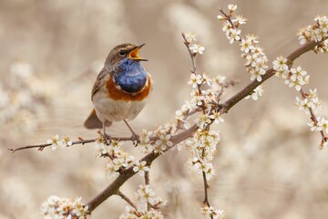 Blue throat perching on tree branch