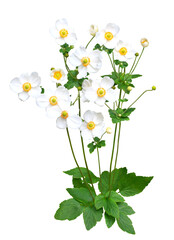 ショウメイギク　10月撮影