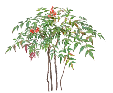 ナンテン　11月撮影樹高0.9m