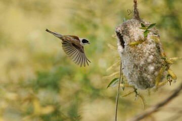 Close up of a penduline tit flying to its hanging bag nest